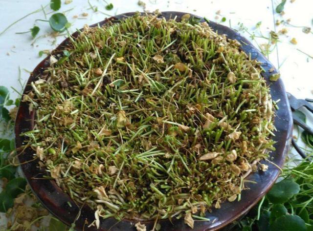 铜钱草开花了，剪掉还是留下“1步”让它叶片绿多又大长爆盆