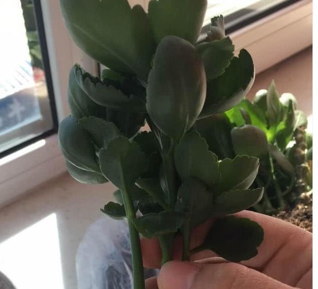 黄叶|长寿花不长还黄叶用3法急救，轻松解决，爆成大花球