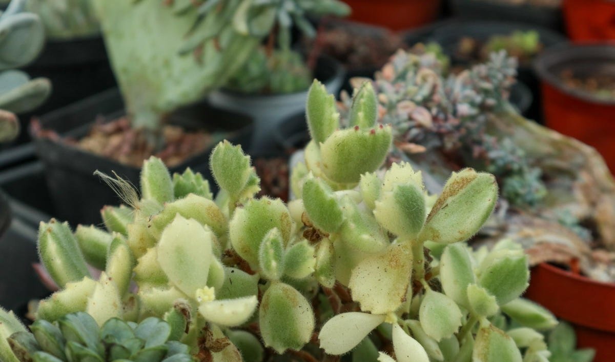 4种花不能朝叶子喷水,通风不好易烂叶,一定要注意