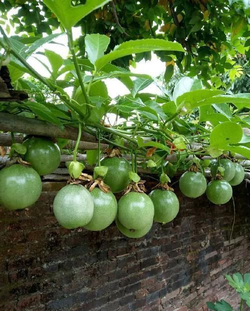 发芽|此2种果核扔盆里,10天发芽,2月长成盆栽,来年硕果累累