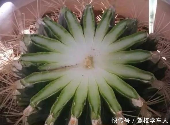 气温突降,养茉莉花、三角梅、仙人球,要狠心“剃光头”!