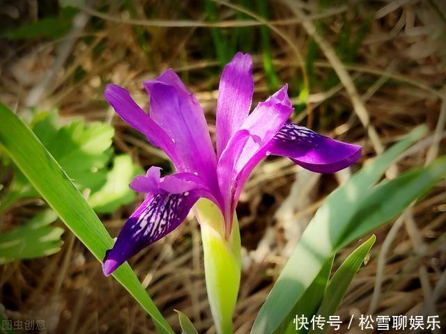 若有幸在路边看到马蔺花，请别犹豫，尽快移植回家，观赏价值高