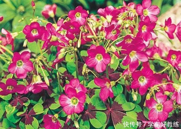 见到3种野草要挖回家，栽种在花盆里，堪称“活着的艺术品”！