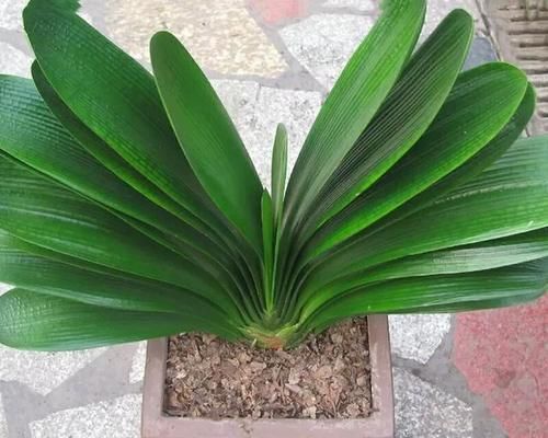 君子兰养殖技巧有哪些？