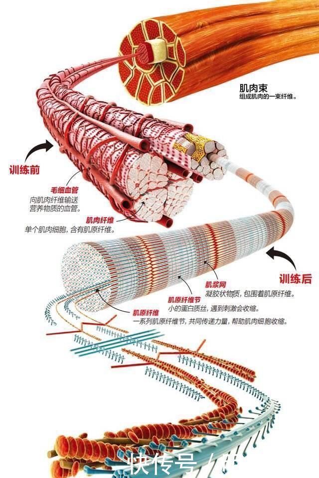 线条|最符合亚洲审美的身材爱健身钢琴女神身体瘦容易，有线条很难