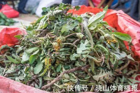 食用|为什么蒲公英被称为“药草皇后”？提醒：泡水时要注意3件事