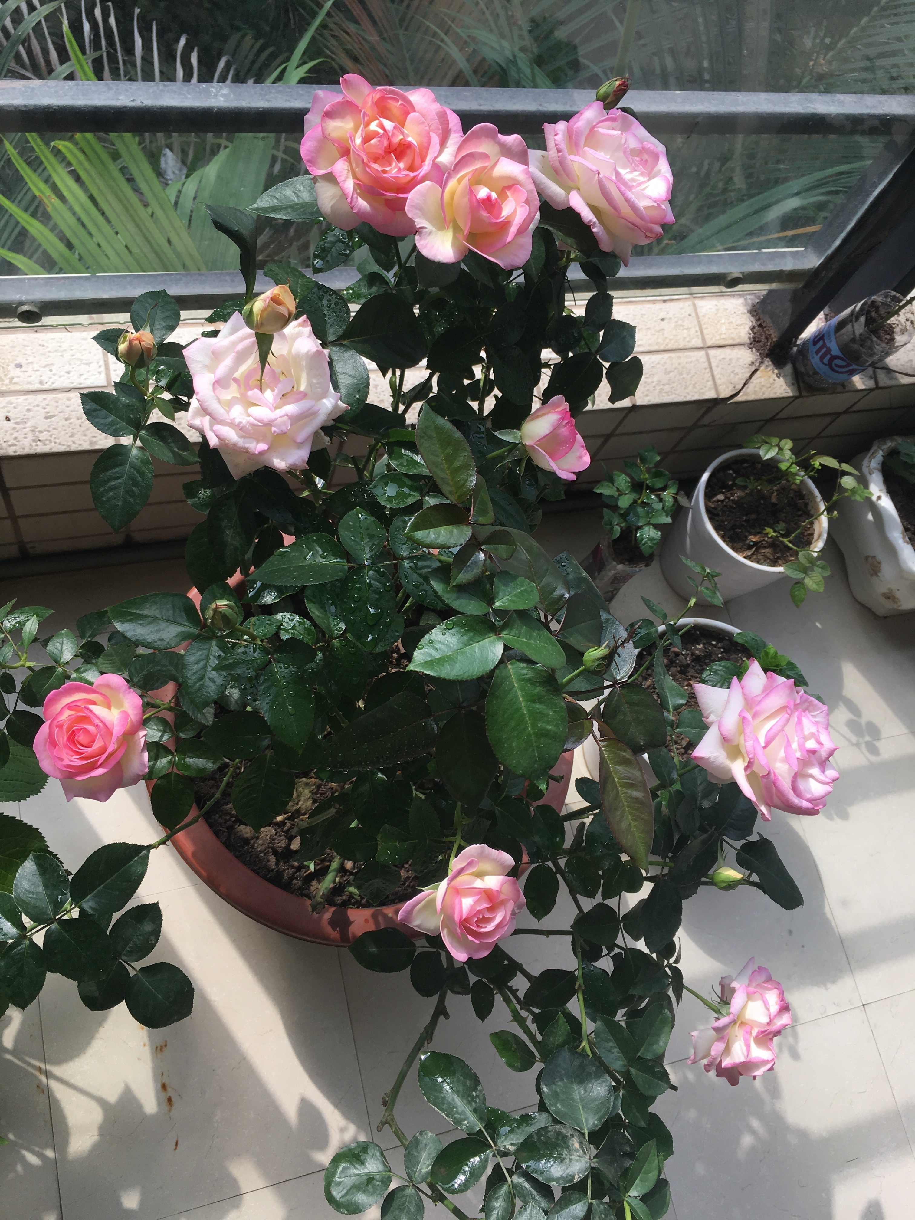 世界最美月季之一，花型完美，香气四溢，多季节开花，盆栽也可以