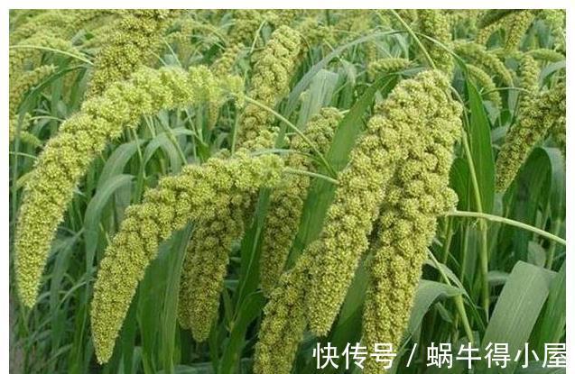 小米|小米粥这样煮,不仅营养好喝还出米油,为了家人赶快收藏起来!
