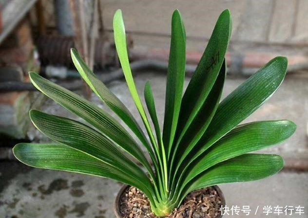 别给君子兰用啤酒了，用它才最“靠谱”的，叶片宽大油绿又整齐！
