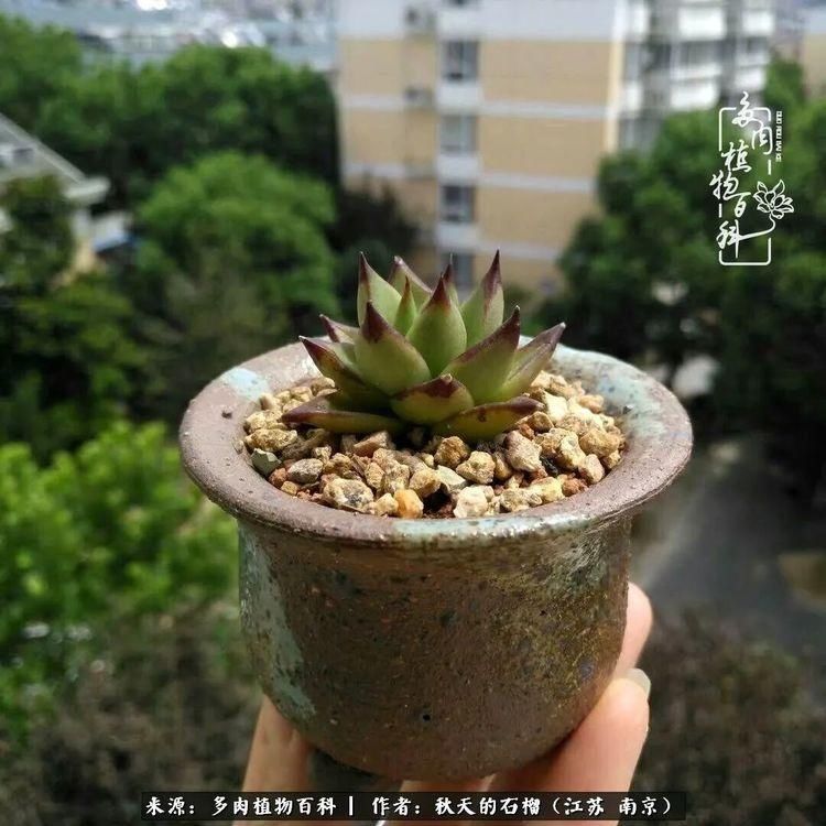 渡劫归来的肉肉,谁是谁的前世,谁又成了谁的今生