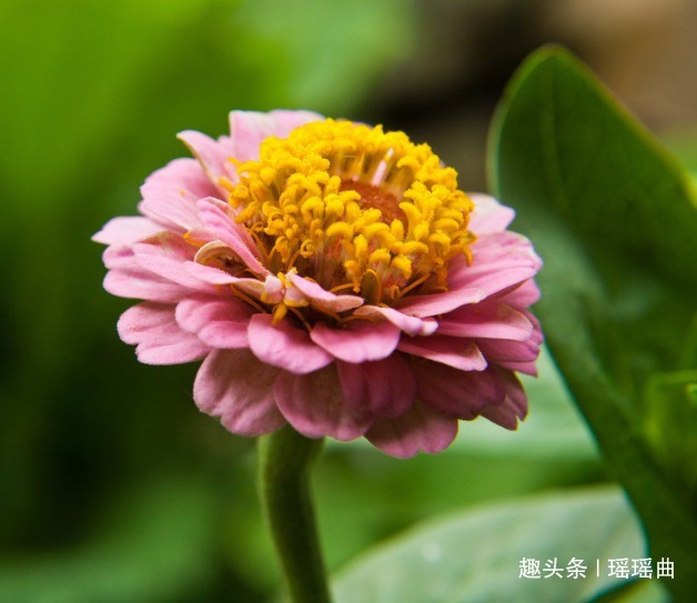 此花是第一朵太空花,靓丽多彩美不胜收,有着未来步步高升的寓意