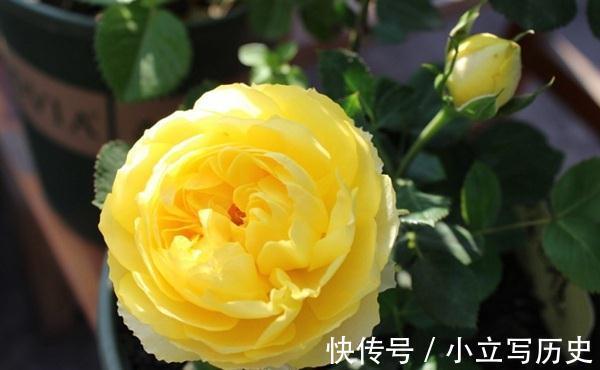 最值得入手的月季,金丝雀