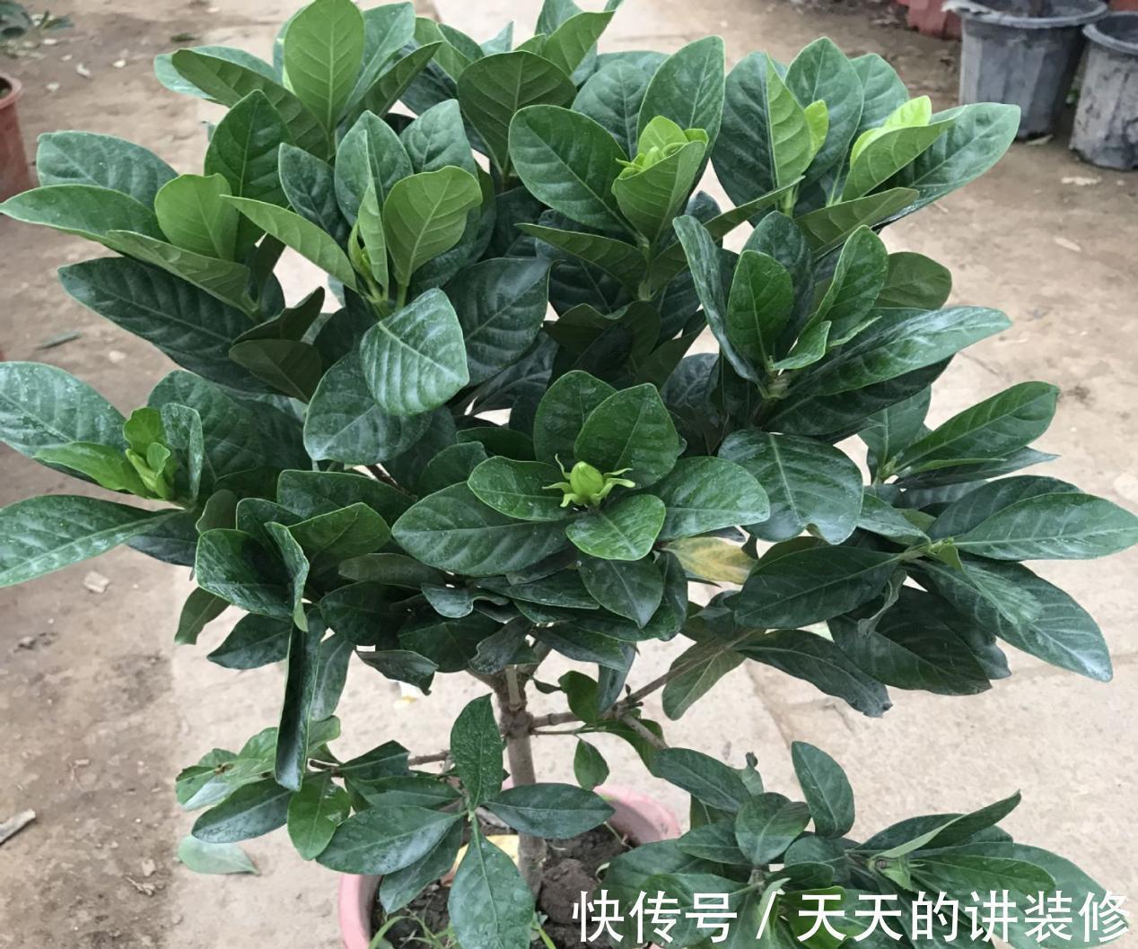 草叶|一款容易被人无视的养花神器，草叶，有4种用法能取代肥料使