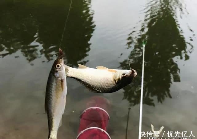 春末夏初钓黑坑不得不注意的事项,别再被黑坑老板“坑”