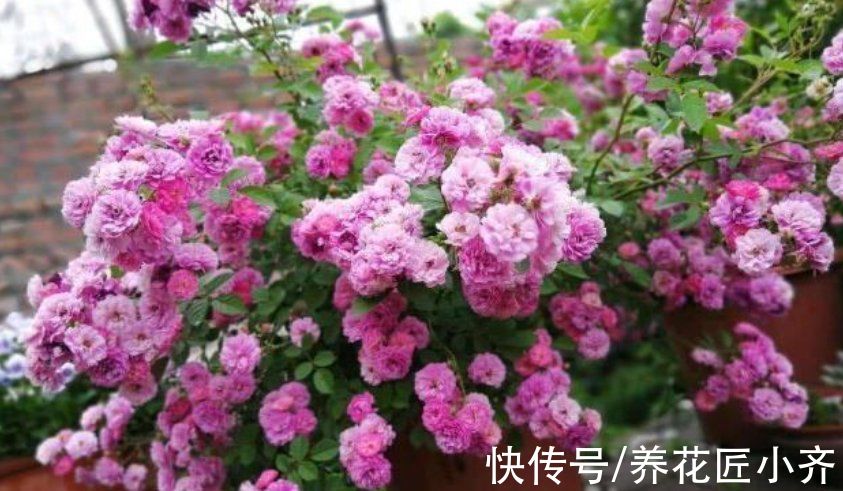 现在各种专用肥层出不穷，新手养花别盲目买，没啥意思