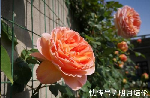 蓝妖|月季花发芽了却没叶子都怪土里这个物质太多