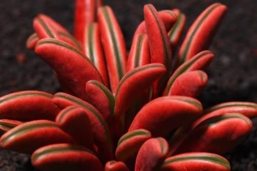 多肉植物怎么养？