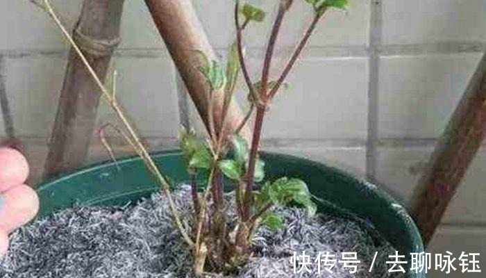 花卉|此3种黑东西, 蛮多人都见过, 殊不知是养花神器, 养啥旺啥