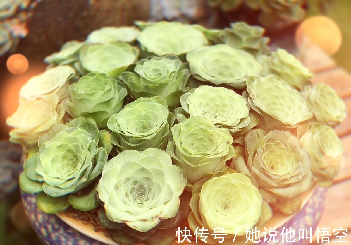 多肉一开花,赶紧剪掉花箭,不然只剩空盆!