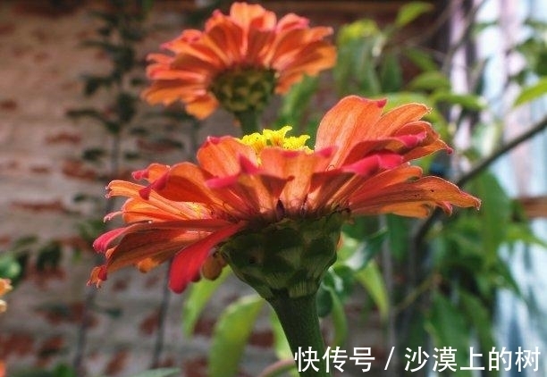 难舍|三周以后,街角偶遇,表明爱意,旧情难舍,姻缘再续,白首不离