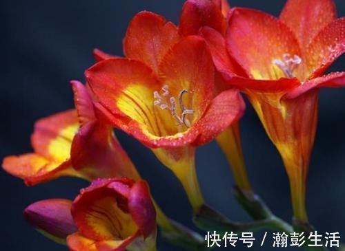 现在聪明人家里都养这种花，好看又容易养活，懒人的最爱