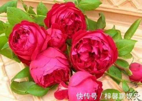 沙壤土|喜欢牡丹,不妨养盆“精品玫瑰”红色伊甸园,开花爆盆,花比叶多