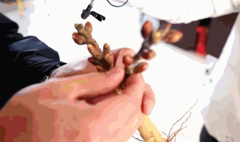 逛街碰到2种花,再喜欢也别买,买了就上当,根本活不了!