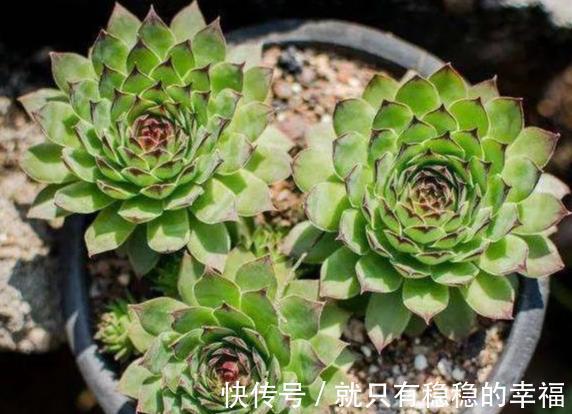 它堪称普货多肉之王,盆栽把控好5个细节,犹如朵朵盛开的莲花