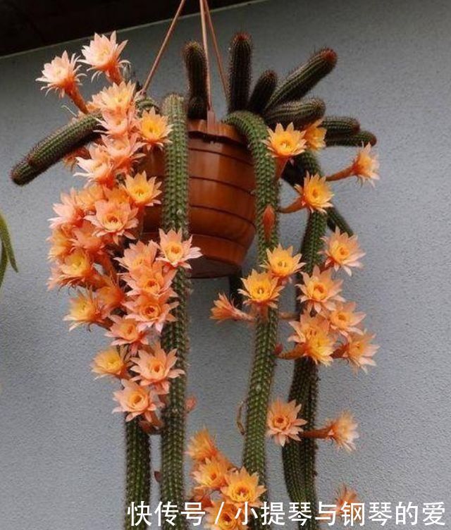 4种花,堪称“开花机器”,花期长开花勤,养家里四季有花赏