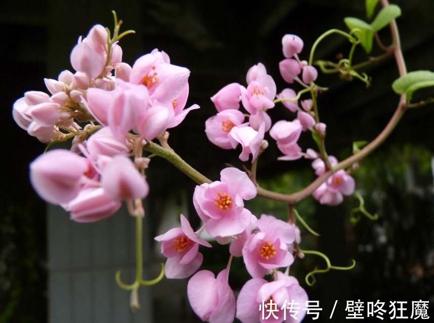 墨哥|此花是“蔓藤植物皇后”,粉色精致而可爱,是两人之间爱的链接