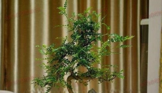 养护|“3种树”养客厅,香味浓,比空气“清新剂”都好,除味杀菌!