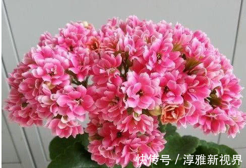 花蕾|养长寿花、蟹爪兰用它最好使，半个月花蕾长满枝，轻松花开爆满盆