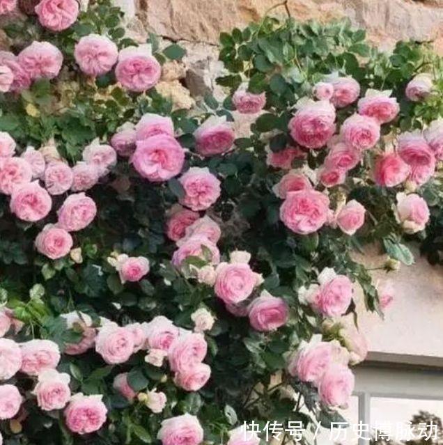 油画婚礼|适合冬季养的花,好活易爆盆,花叶俱美,漂亮极了