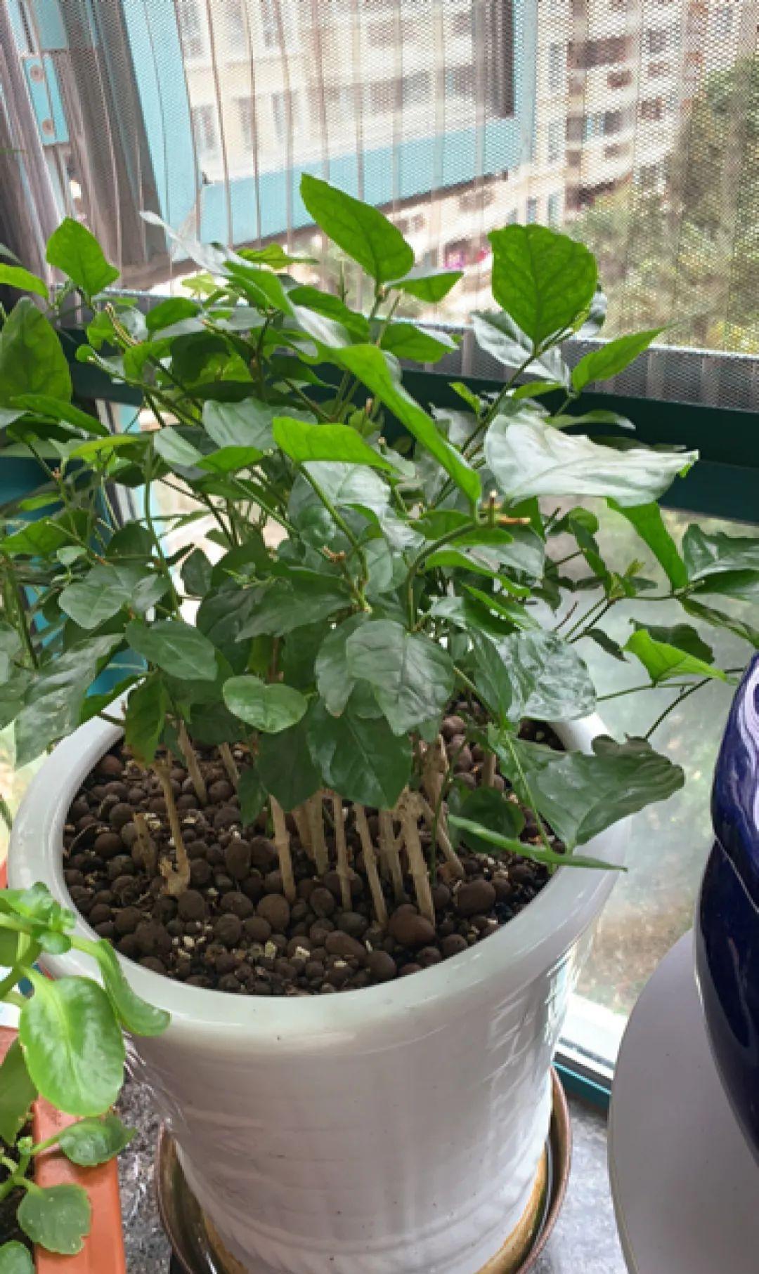 10种花,现在抓紧剪,更抗冻、好过冬!