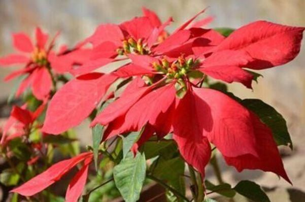 卧室养花,一定避开4种花,虽然开花漂亮,但对身体没好处