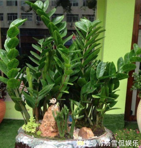 浇水|富裕家庭都养“3种花”，摆在客厅金玉满堂，懂行人都会养一盆