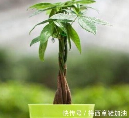 摇钱树多久浇水一次，摇钱树应该怎么养