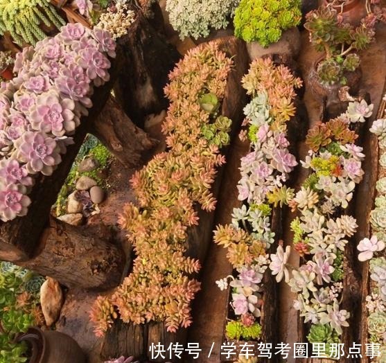 以树干为花盆,可以把紫乐养出“一面墙”,感兴趣可以试试!