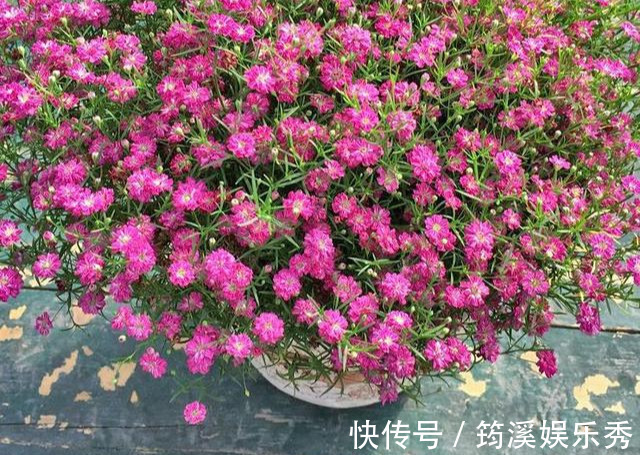 花球|5种花不用管,盆栽地栽都好养,自己就能长成大花球,花开还惊艳