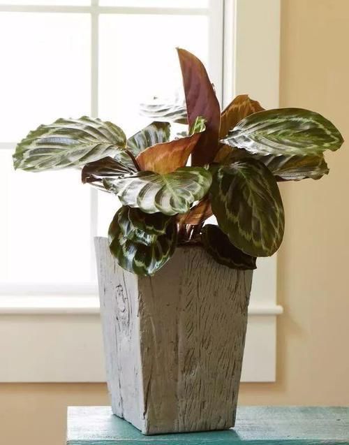 角落|17种适合生长在弱光处的室内植物,可以摆放在家里的任何角落