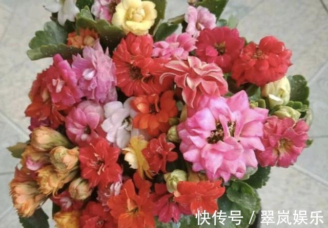 给绿萝、长寿花浇水,多做“1件事”,植株1个月旺盛,容易爆盆!