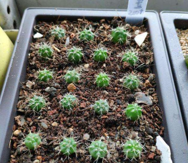 养仙人球绯花玉，少浇水多见光，开花又结种子，养出一大堆