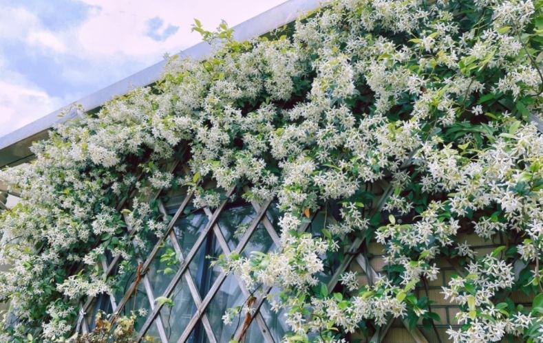 90岁老爷爷为初恋种了满院的茉莉,每次开花,就会引来路人观望