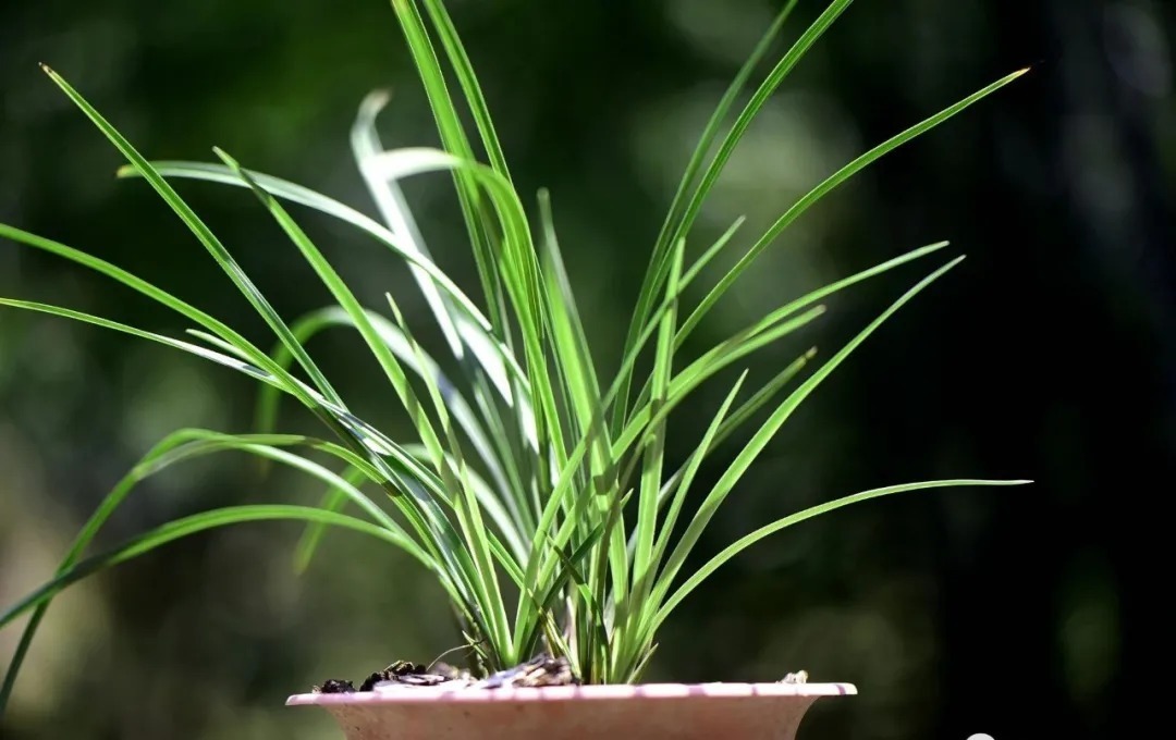 植料|多菌灵浇根，可以防止和治疗兰花烂根吗？兰友常常这样做