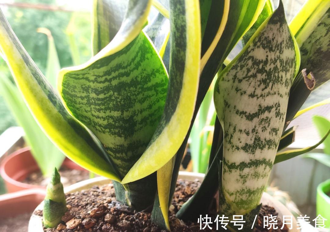 天冷别换盆,尤其这10种花,土一松就危险