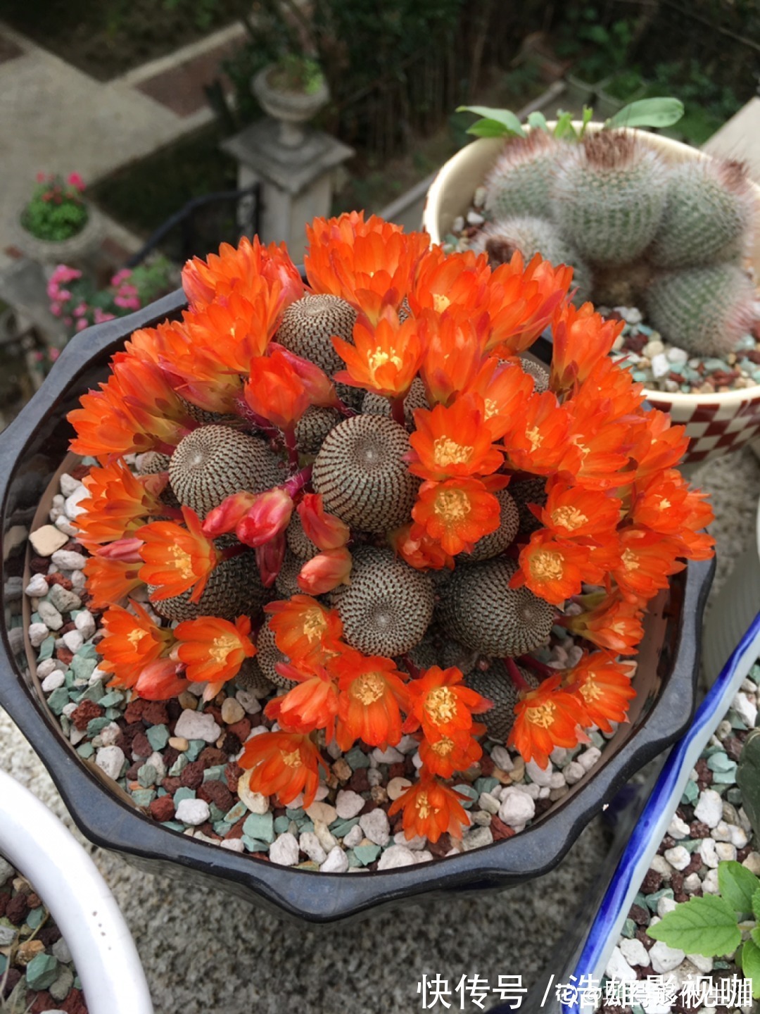 君子兰|君子兰千万别喷水,一喷水就烂叶,3天就要死翘翘!