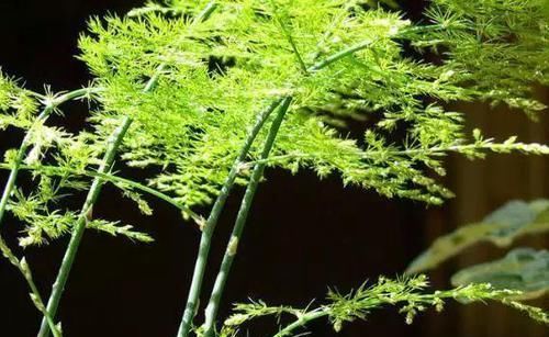  瘦弱|文竹怎么养，那么瘦弱，能养好吗