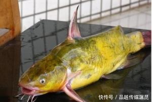 钓鱼|钓鱼:怎样钓河里的昂刺鱼(黄颡鱼)?