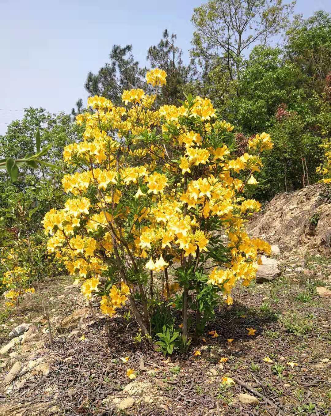 鼠尾草|12生肖对应的“幸运花”，你属啥，旺你的花就是它