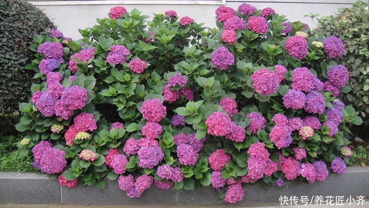 老手|养月季绣球,老手买小苗,新手买老桩,小花匠告诉你真正原因